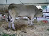 FieraBestiane (67)